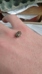 Armadillidium vulgare