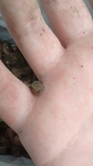 Armadillidium vulgare