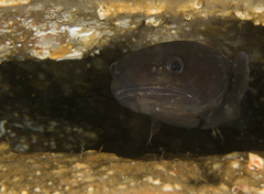 Raniceps raninus
