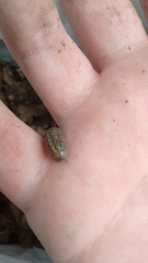 Armadillidium vulgare
