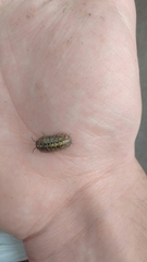 Armadillidium vulgare
