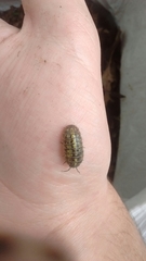 Armadillidium vulgare