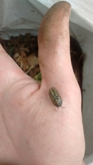 Armadillidium vulgare