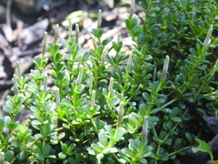 Peperomia berlandieri