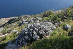 Constancea nevinii