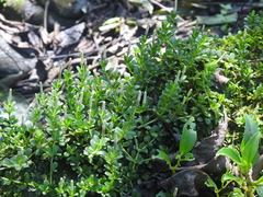 Peperomia berlandieri