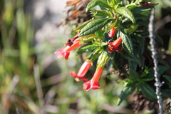 Diplacus parviflorus