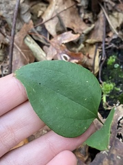 Smilax glauca