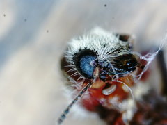 Enoclerus quadrisignatus