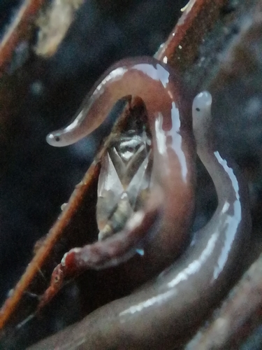 Snake-headed Flatworm, 22950 Trégueux, France, photo 9 of 10