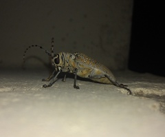 Celosterna scabrator