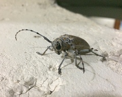 Celosterna scabrator