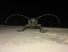 Celosterna scabrator