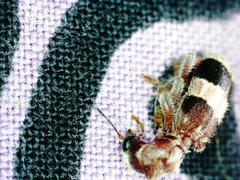 Enoclerus quadrisignatus