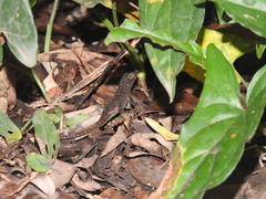 Anolis mccraniei