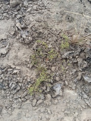 Paronychia lindheimeri