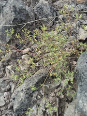 Paronychia lindheimeri