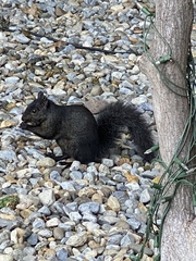 Sciurus carolinensis