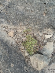 Paronychia lindheimeri