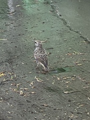 Sturnus vulgaris