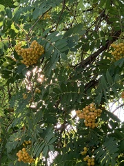 Sorbus aucuparia