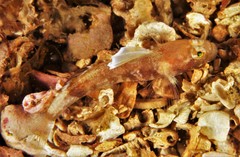 Lebetus scorpioides