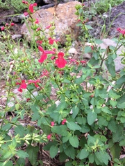 Salvia lemmonii