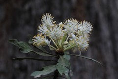 Tasmannia stipitata
