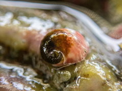 Haliotis kamtschatkana