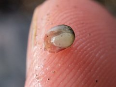 Haliotis kamtschatkana