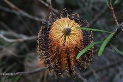 Banksia neoanglica