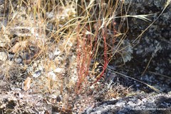 Rumex bucephalophorus