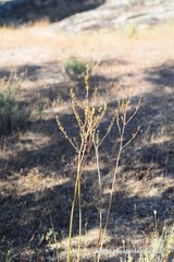 Asphodelus serotinus