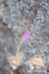 Silene scabriflora