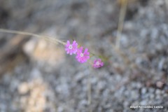 Silene scabriflora