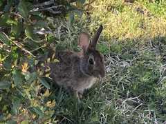 Sylvilagus floridanus