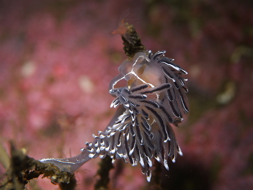Coryphella lineata