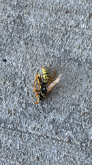Polistes dominula