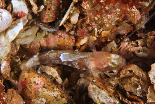 Scorpion Goby