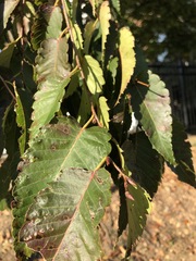 Zelkova
