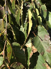 Zelkova