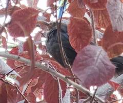 Turdus merula