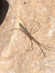 Araneae