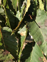 Zelkova