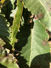 Zelkova