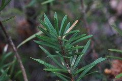 Banksia neoanglica