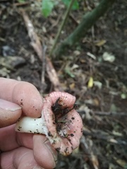 Russula roseopileata
