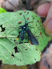 Poliopastea laciades