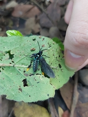 Poliopastea laciades