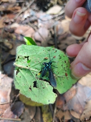 Poliopastea laciades
